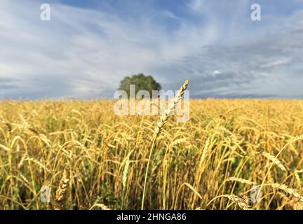 Orecchio maturo su stelo dritto. Campo agricolo giallo, alberi all'orizzonte con fuoco sfocato. Cielo blu. Regione di Novosibirsk, Russia, 2020 Foto Stock