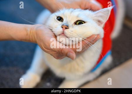La mano del proprietario che tiene la testa di un gatto, la persona che gioca con il primo piano del gatto in faccia, la tonalità argento British Shortair. Hanno grandi occhi verdi Foto Stock