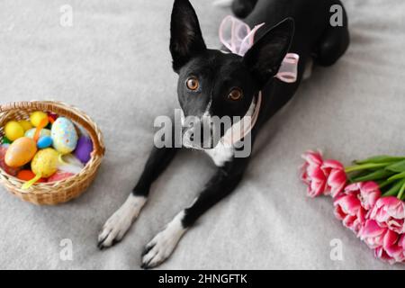 Carino cane con uova di Pasqua in cestino e tulipani sdraiati a letto a casa Foto Stock