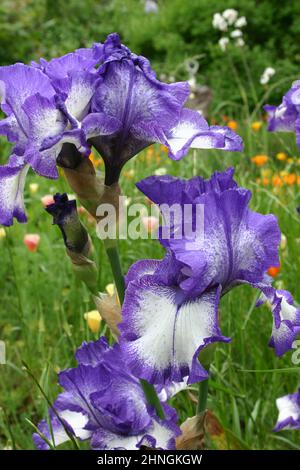 IRIS VIOLA & BIANCO CHE CRESCONO IN UN GIARDINO RURALE IN AUSTRALIA. Foto Stock