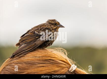 Piccolo uccello seduto su una testa di donna rosso alare femmina nero. Foto di strada, messa a fuoco selettiva, copyspace per il testo Foto Stock