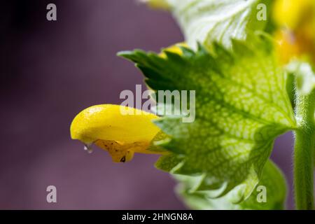 Rhinanthus glacialis fiore che cresce in prato Foto Stock