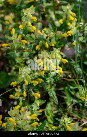 Rhinanthus glacialis fiore che cresce in prato, primo piano Foto Stock