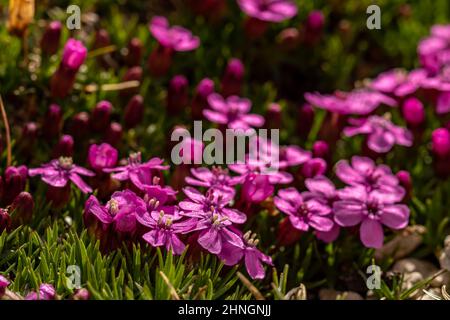 Saponaria ocimoides fiore in montagna, da vicino Foto Stock