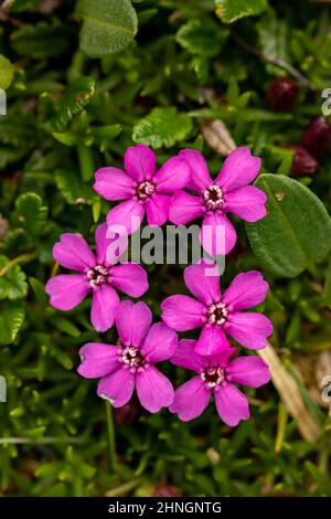 Saponaria ocimoides fiore in montagna Foto Stock