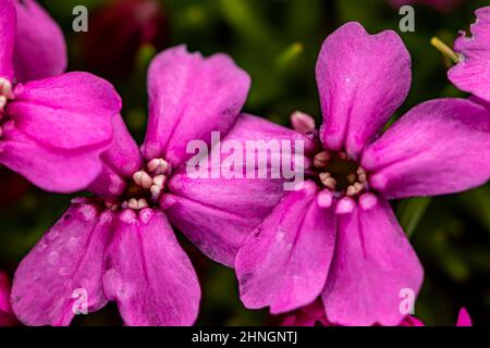Saponaria ocimoides fiore in montagna, primo piano sparare Foto Stock