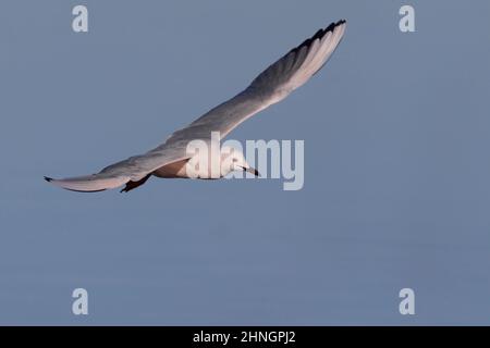 Gull, Orbetello (GR), Italia, gennaio 2022 Foto Stock