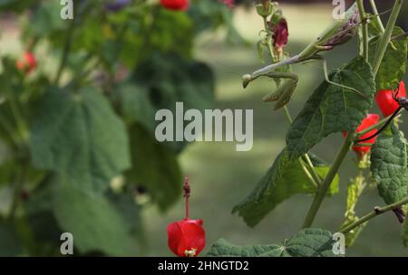 Praying Mantis on Red Hummingbird Bush in attesa di preda poco profondo DOF Foto Stock