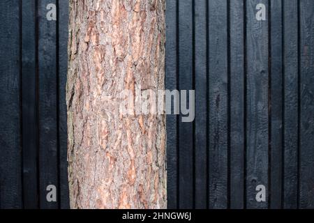 Tronco vivente dell'albero contro lo sfondo delle tavole bruciate. Sfondo di legno bruciato. Tavole di legno bruciate. Sho-Sugi-Ban Yakisugi, tradizionale met giapponese Foto Stock