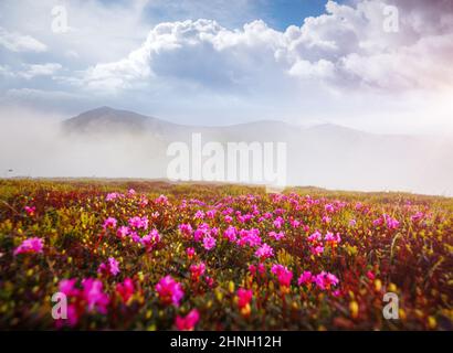 Affascinante scena estiva con colline fiorite in una giornata di sole. Luogo di ubicazione dei monti Carpazi, Ucraina, Europa. Splendido sfondo fotografico. Stupende Foto Stock