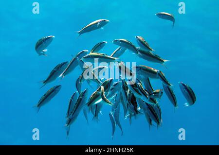 Ornate wrasse aggregating (Thalassoma pavo) Foto Stock