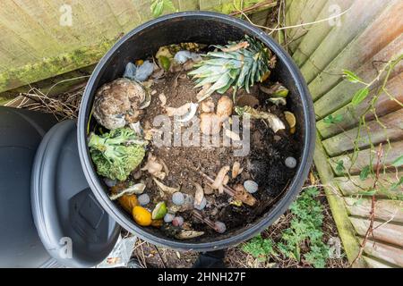 Primo piano di vista. Il contenuto di un nero, contenitore di compost di plastica nell'angolo di un giardino. Foto Stock