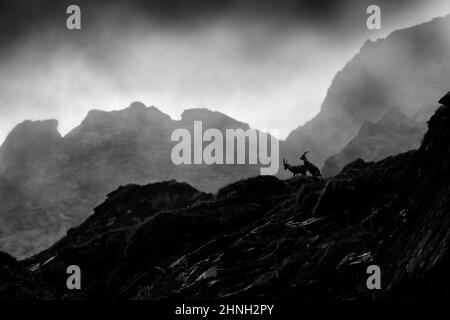 Ibex lotta sulla roccia. Alpine Ibex, Capra Ibex, animali in habitat naturale, Italia. Notte in alta montagna. Bellissimo paesaggio di montagna con due ani Foto Stock