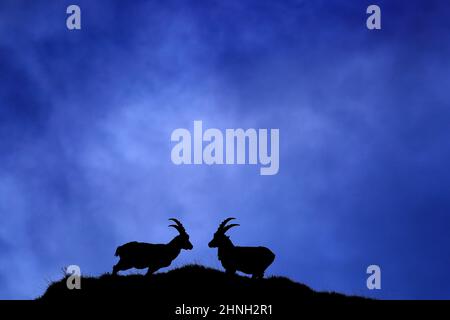 Ibex lotta sulla roccia. Alpine Ibex, Capra Ibex, animali in habitat naturale, Italia. Notte in alta montagna. Bellissimo paesaggio di montagna con due ani Foto Stock