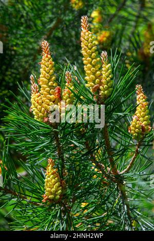 Pistillato di Scotch Pine che porta il polline sugli alberi di Scotch Pine che crescono nelle montagne di Pocono in Pennsylvania. Foto Stock