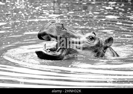 Africa bianco e nero art. Ippona con muso aperto in acqua. Hippopotamus africano, Hippopotamus anfibio capensis, con sole serale, animale nel Th Foto Stock