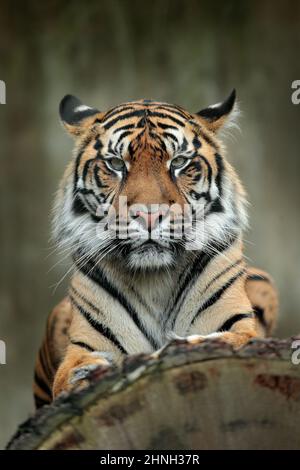 Tiger Sumatran, Panthera tigris sumatrae, sottospecie rare di tigre che abita l'isola indonesiana di Sumatra. Faccia primo piano ritratto di tigre da i Foto Stock