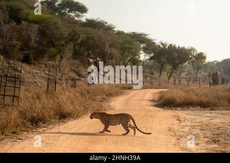 leopardo maschio indiano selvaggio o profilo laterale pantera in corsa o attraversare la pista della foresta durante il safari all'aperto della fauna selvatica alla riserva del leopardo di jhalana Foto Stock
