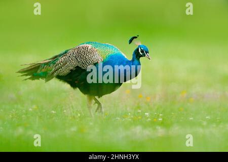 Peafoul, uccello mostra corteggiamento nel verde erba habitat naturale, India. Peafowl indiano, Pavo cristatus, blu e verde uccello esotico indiano. Fatt Foto Stock