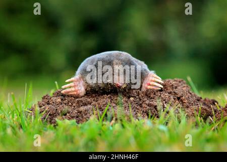 Talpa europaea, strisciando di molehill marrone, erba verde sullo sfondo. Animale da giardino. Mole nell'habitat naturale. Ritratto di dettaglio di un Foto Stock