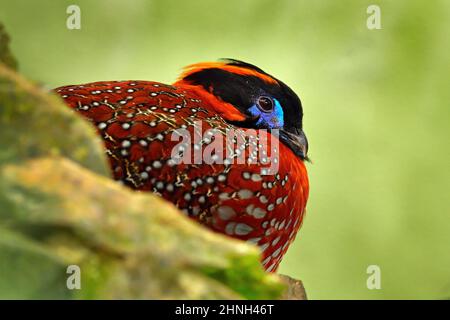 Tragopan di Temminck, Tragopan temminckii, ritratto di dettaglio di raro fagiano con testa nera, blu e arancione, uccello nell'habitat naturale, nascosto nella Foto Stock