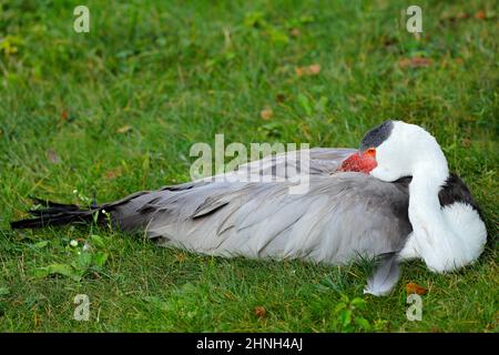 Gru Wattled, Grus carunculata, con testa rossa, fauna selvatica dal delta di Okavango, Moremi, Botswana. Grande uccello nell'habitat naturale, prato verde. Fauna selvatica Foto Stock