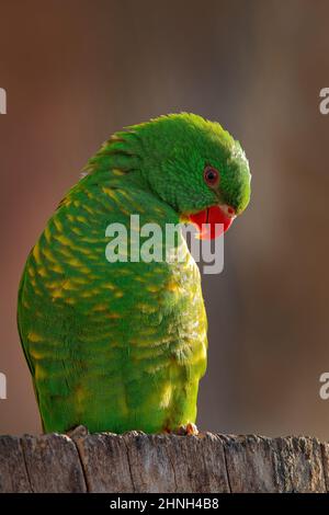 Ritratto di Lorikeet scottato, Trichoglosso chlorolepidoto, pappagallo verde, seduto sul ramo dell'Australia orientale. Dettaglio ritratto di verde Foto Stock