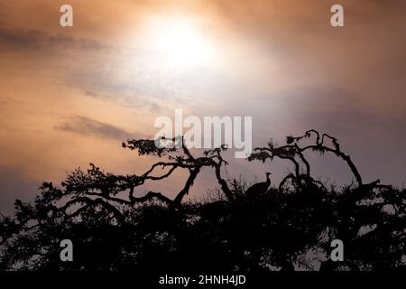 Tramonto, trovare l'uccello sull'albero. Uccello e tramonto arancione. Indian Peafoul, uccello mostra corteggiamento in finestra albero, Ratnhamore rovina, India. Indian Peaf Foto Stock