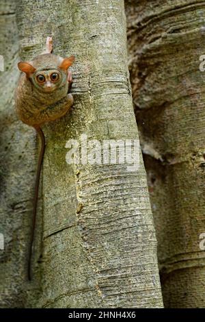 Tossier spettrale, spettro di Tarsi, ritratto di raro animale notturno con cavallino verde ucciso, nel grande albero del ficus, Parco Nazionale Tangkoko Foto Stock