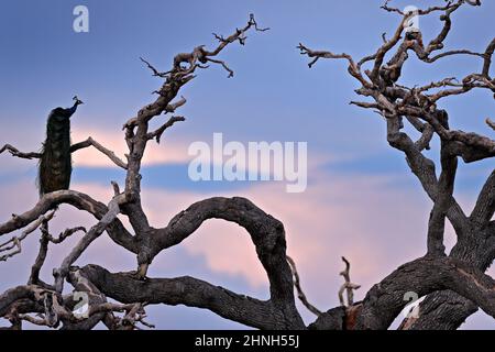 Uccello tramonto, trovare l'uccello sull'albero. Uccello e tramonto arancione. Indian Peafoul, uccello mostra corteggiamento in finestra albero, Ratnhamore rovina, India. Indiana Foto Stock