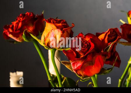 rose rosse sbiadite, una composizione di candele e fiori su sfondo grigio scuro Foto Stock