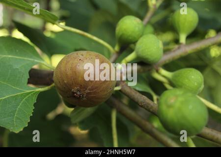 Fichi freschi che crescono su albero maturo Fig con fichi verdi Foto Stock