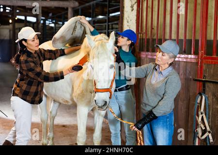 Lavoratrici di stalla grooming cavallo bianco in fienile Foto Stock