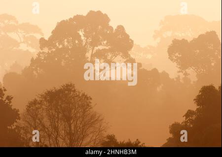 Il paesaggio di una foresta tropicale al tramonto, baldacchino foresta contro il cielo sullo sfondo. Parco Nazionale di Khao Yai, Thailandia. Foto Stock