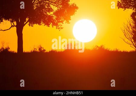 Il paesaggio di prateria durante il tramonto, il cielo drammatico sullo sfondo. Parco Nazionale di Khao Yai, Thailandia. Foto Stock