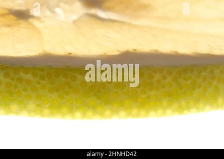 Un pezzo di pomelo fresco maturo con una buccia. Primo piano su sfondo bianco. Foto di alta qualità Foto Stock