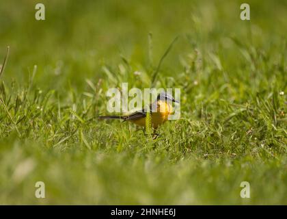 Giallo Wagtail (Motacilla flava thunbergi), alla ricerca di cibo nelle praterie, Parco Nazionale Hortobágy, Ungheria Foto Stock