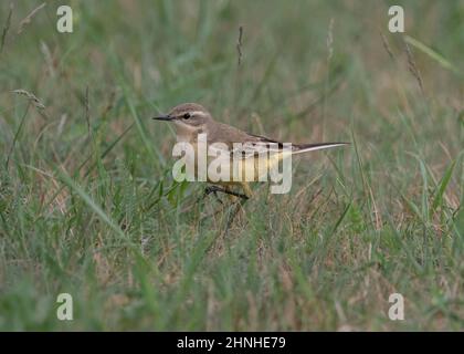 Giallo Wagtail (Motacilla flava thunbergi), camminando attraverso la prateria, Parco Nazionale Hortobágy, Ungheria Foto Stock