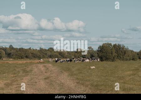 Mandria di mucche sta camminando lungo una strada rurale. Foto Stock
