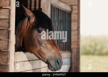 Cavallo che guarda fuori dalla stalla. Bay mare in piedi in stallo e ascoltare, ritratto primo piano. Foto Stock