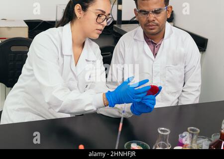 Tecnici di laboratorio che esaminano le coltivazioni su piastre per colture cellulari. Si vedono prendere precauzioni di sicurezza indossando occhiali, guanti e camici da laboratorio. Foto Stock