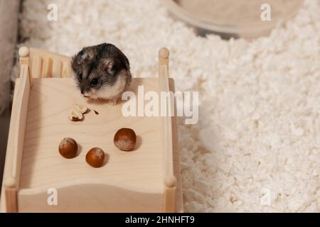 Dado di gnawing del criceto sul tetto della casa di legno in gabbia. Foto Stock