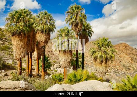 Un gruppo di palme nell'Oasi delle quarantanove Palme, una rara primavera nel Parco Nazionale di Joshua Tree, nel deserto di Mojave, California, USA Foto Stock