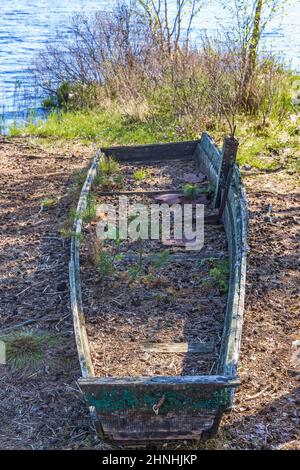 Vecchia barca a remi abbandonata con piante in crescita Foto Stock