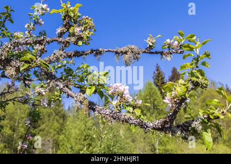 Ramo su un albero di mele in fiore Foto Stock