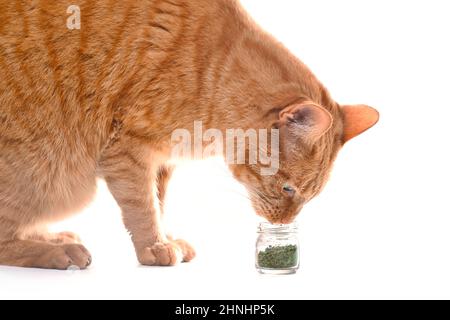 Ginger gatto sniffing secco catnip. Isolato su sfondo bianco. Foto Stock