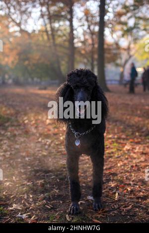 Cani a New York nel 2000s Foto Stock