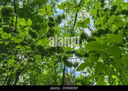 vista ravvicinata dell'albero in fiore di elmi wych in primavera con foglie e fiori verdi e luminosi Foto Stock