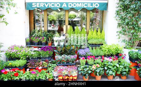 Mostra di fiori e piante in vendita in una strada a Barcellona, Catalunya, Spagna, Europa Foto Stock