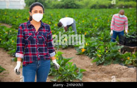 Donna contadina latino-americana in maschera durante la raccolta delle zucchine Foto Stock